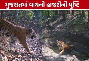 ChhotaUdaipur Tiger: છોટાઉદેપુર-દાહોદ સરહદે વાઘની હાજરીની પુષ્ટિ, વન વિભાગ હાઈ એલર્ટ પર