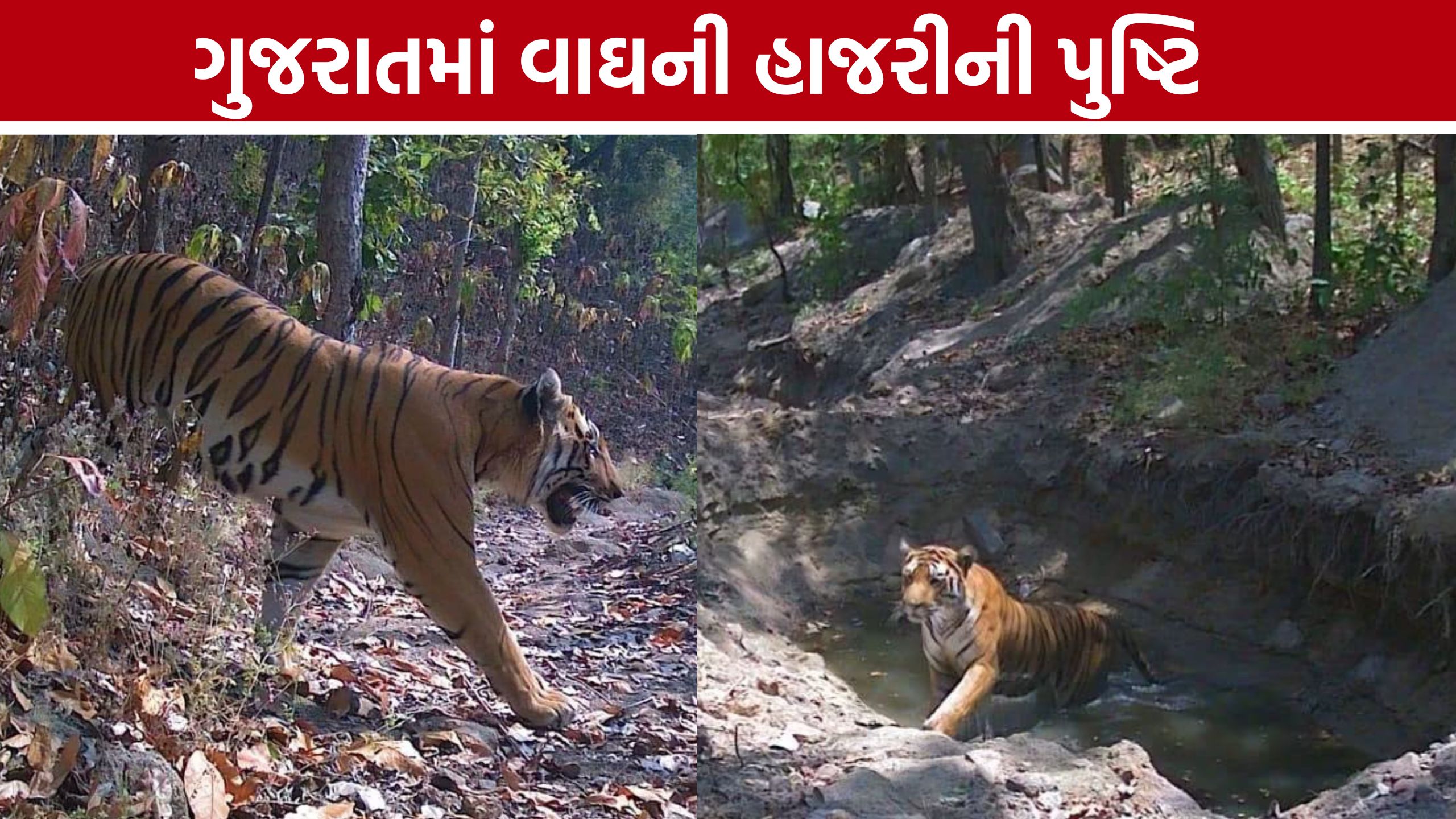 ChhotaUdaipur Tiger: છોટાઉદેપુર-દાહોદ સરહદે વાઘની હાજરીની પુષ્ટિ, વન વિભાગ હાઈ એલર્ટ પર