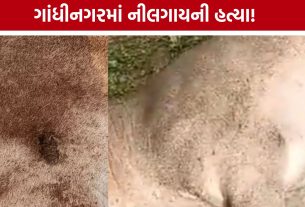 Bhaijipura Nilgai Case: જાહેર વિસ્તારમાં નીલગાય પર ફાયરિંગ, બાઈકસવાર ત્રણ શખસ ફરાર