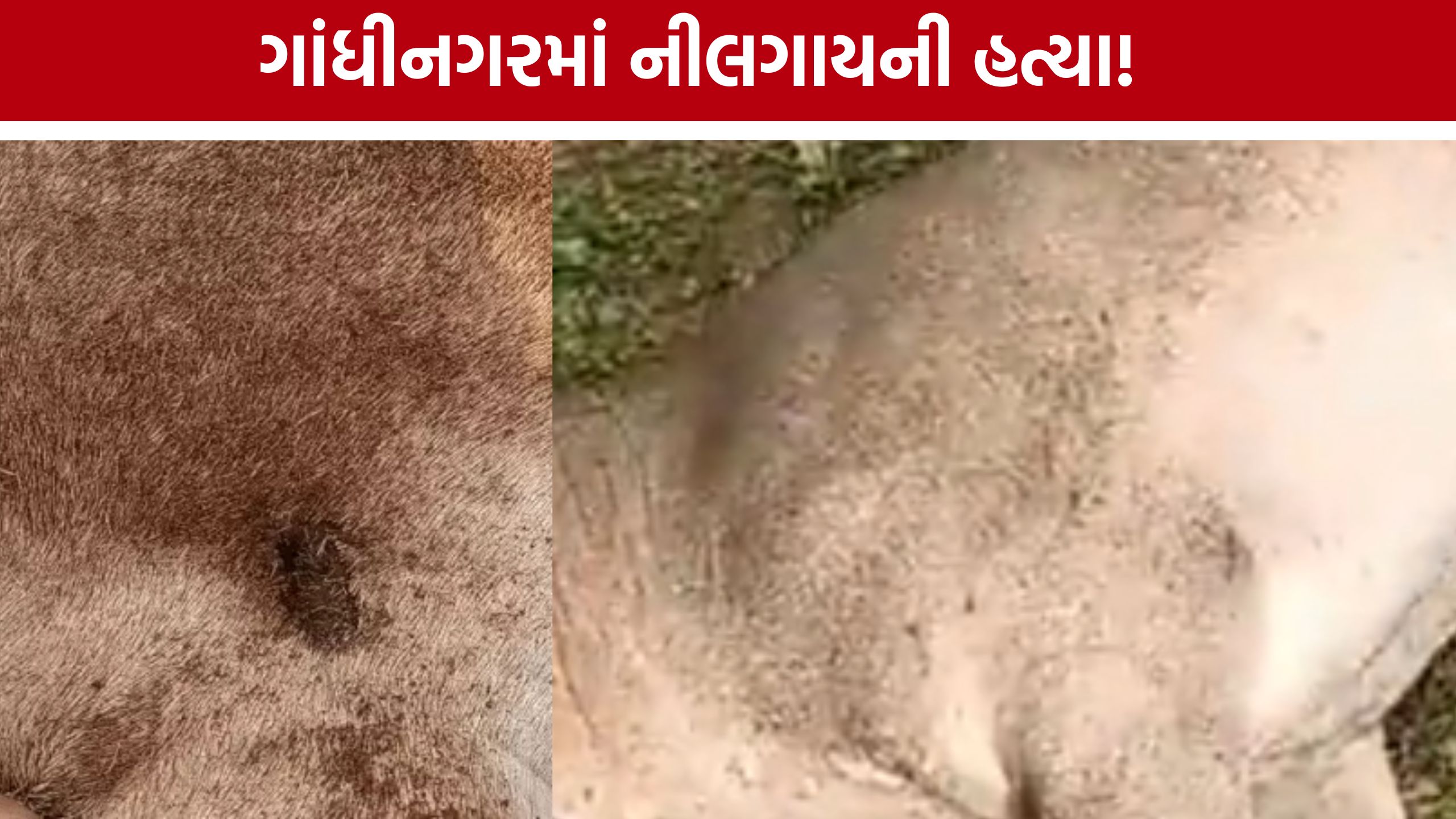 Bhaijipura Nilgai Case: જાહેર વિસ્તારમાં નીલગાય પર ફાયરિંગ, બાઈકસવાર ત્રણ શખસ ફરાર