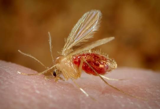 Chandipura Virus Ahmedabad:  4 વર્ષના બાળકનો રિપોર્ટ પોઝિટિવ 