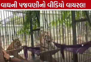 Tiger Harassment: વાઘને ઉશ્કેરવાનો પ્રયાસ? જૂનાગઢ ઝૂનો વીડિયો ચર્ચામાં