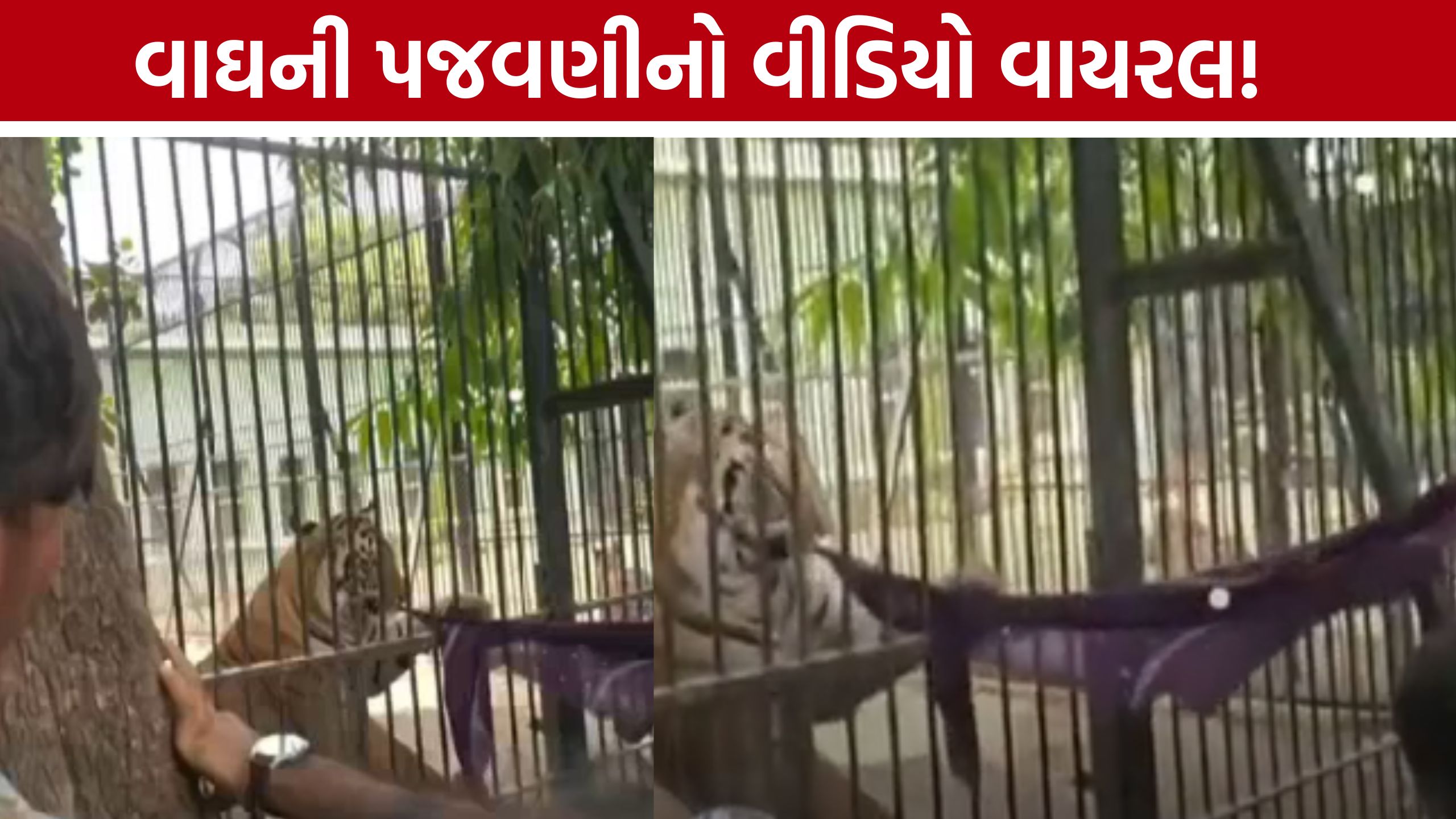 Tiger Harassment: વાઘને ઉશ્કેરવાનો પ્રયાસ? જૂનાગઢ ઝૂનો વીડિયો ચર્ચામાં