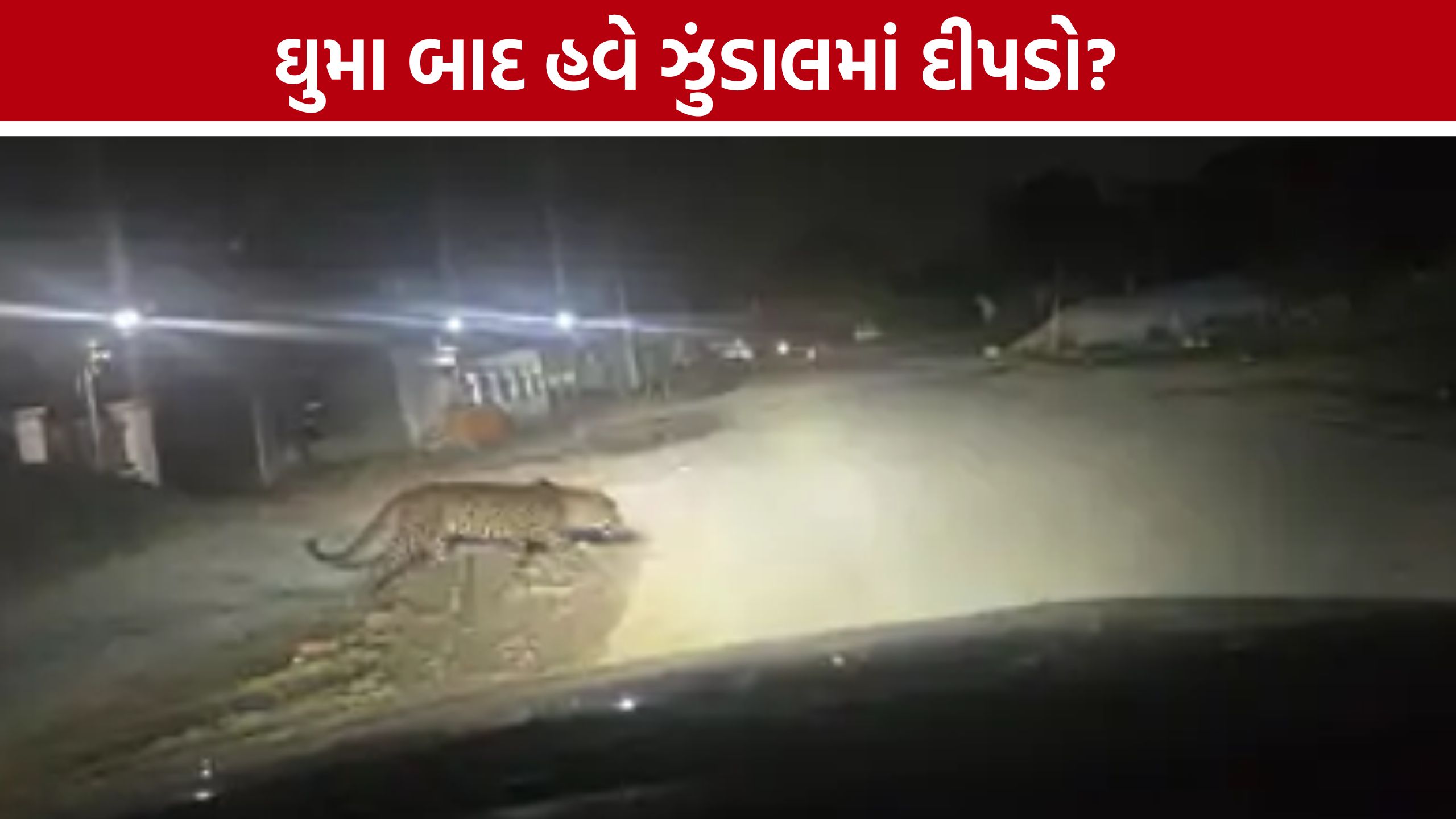 Leopard in Ahmedabad: ઘુમા પછી હવે ચાંદખેડા વિસ્તારમાં દીપડાની ચર્ચા, સ્થાનિકોમાં ફફડાટ