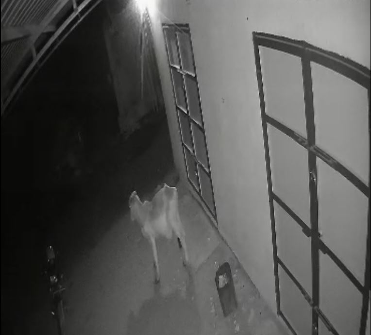 Dhari Lion Attack: વાછરડાનો શિકાર કર્યો