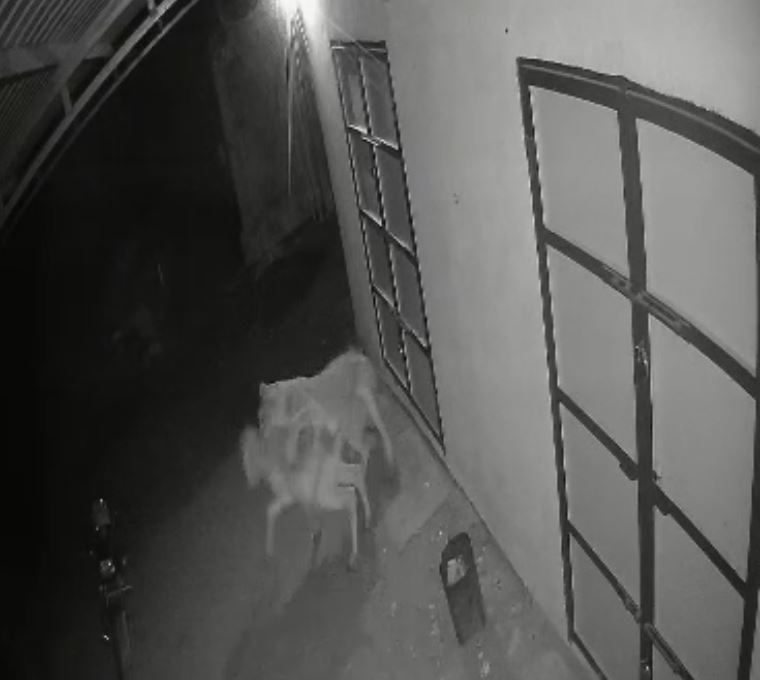 Dhari Lion Attack: વાછરડાનો શિકાર કર્યો