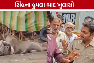 Lion Attack :લોકોના ઘોંઘાટ વચ્ચે સિંહે કર્યો હુમલો, વન વિભાગે સમજાવ્યું કારણ