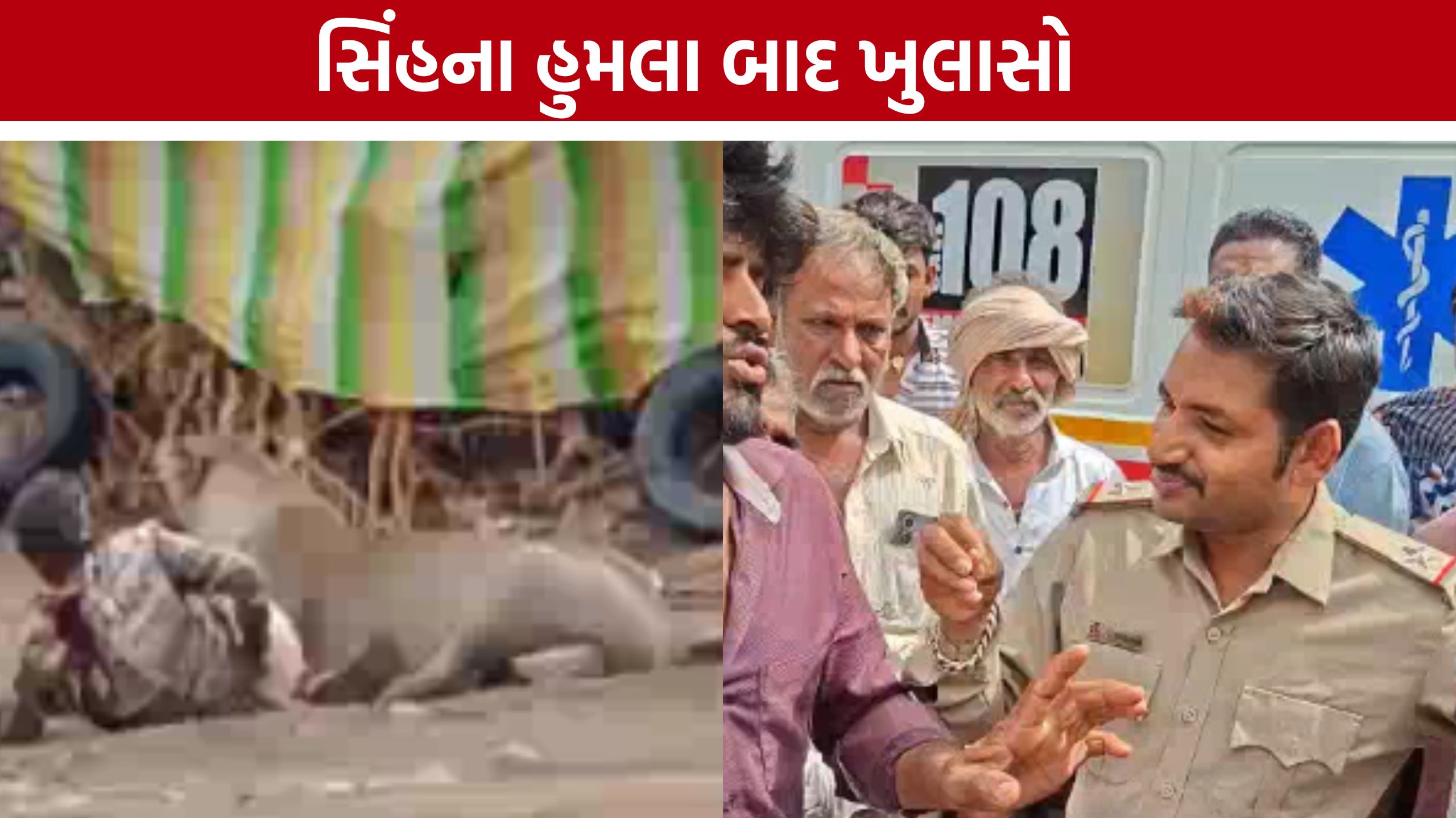 Lion Attack :લોકોના ઘોંઘાટ વચ્ચે સિંહે કર્યો હુમલો, વન વિભાગે સમજાવ્યું કારણ