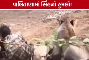 Palitana Lion Attack:ગરજીયા ગામે ઘરમાં ઘૂસેલા સિંહે માલધારીને ઇજાગ્રસ્ત કર્યો, વીડિયો વાયરલ