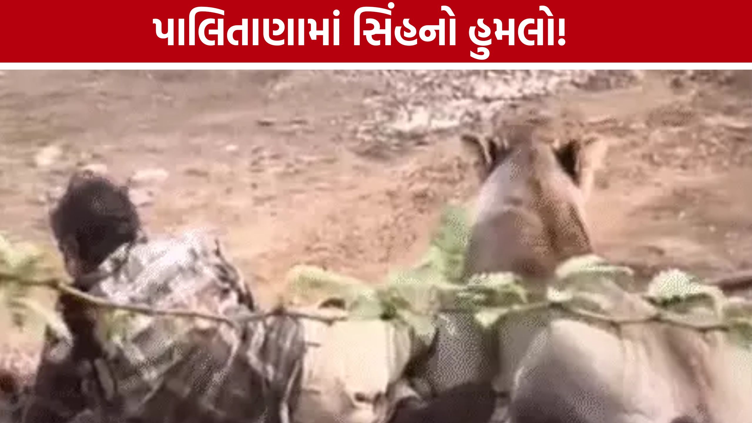 Palitana Lion Attack:ગરજીયા ગામે ઘરમાં ઘૂસેલા સિંહે માલધારીને ઇજાગ્રસ્ત કર્યો, વીડિયો વાયરલ