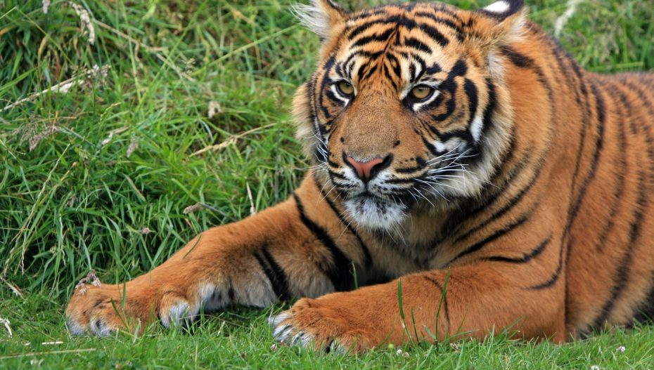 Gujarat Tiger: જંગલમાં ફરી વાઘની દહાડ