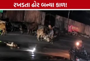 Sanand Bike Accident: પીંપણ ગામ પાસે ગાયોના ટોળા વચ્ચે ઘૂસ્યું બાઈક, યુવકનો કરૂણ અંત