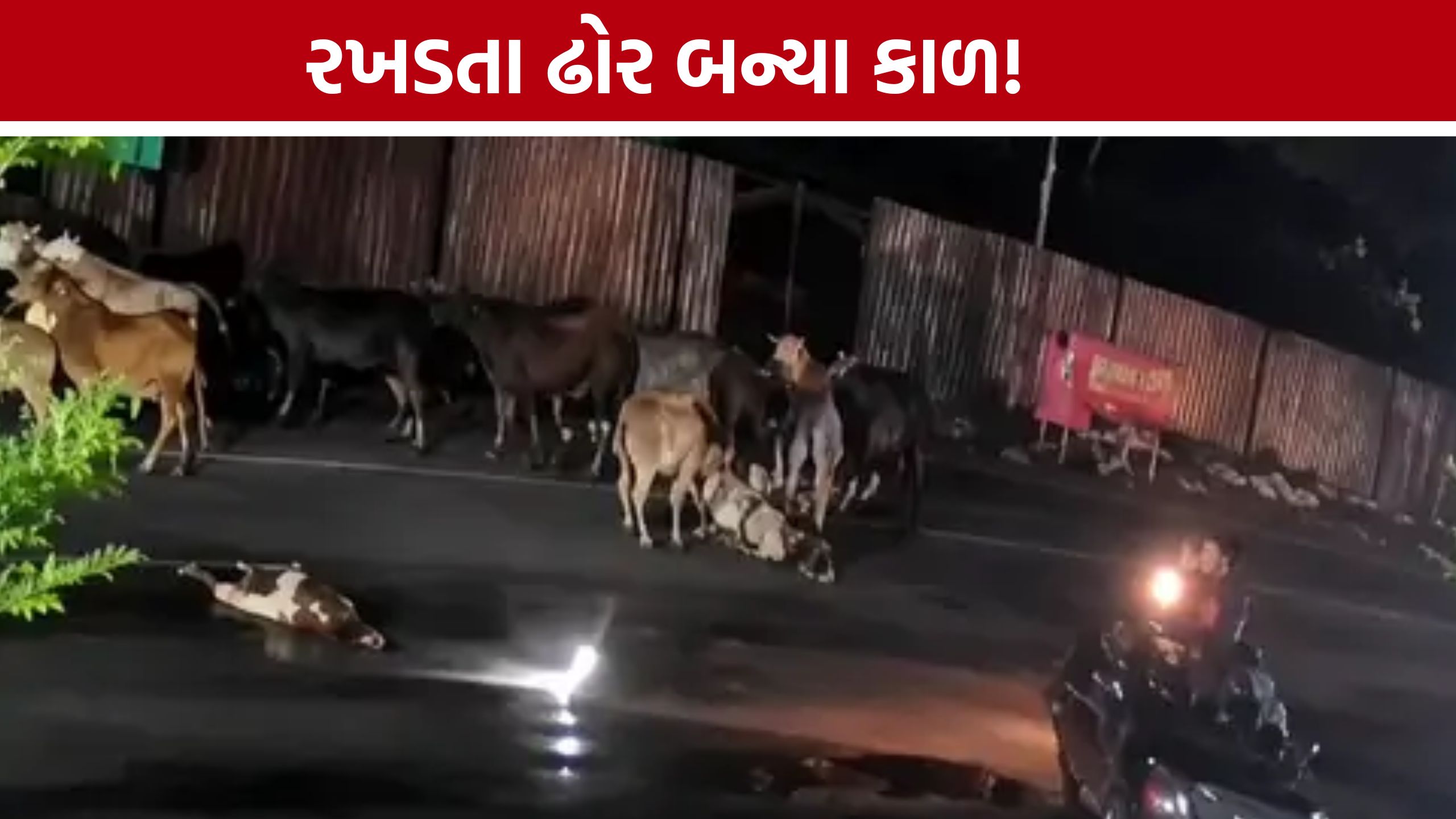 Sanand Bike Accident: પીંપણ ગામ પાસે ગાયોના ટોળા વચ્ચે ઘૂસ્યું બાઈક, યુવકનો કરૂણ અંત