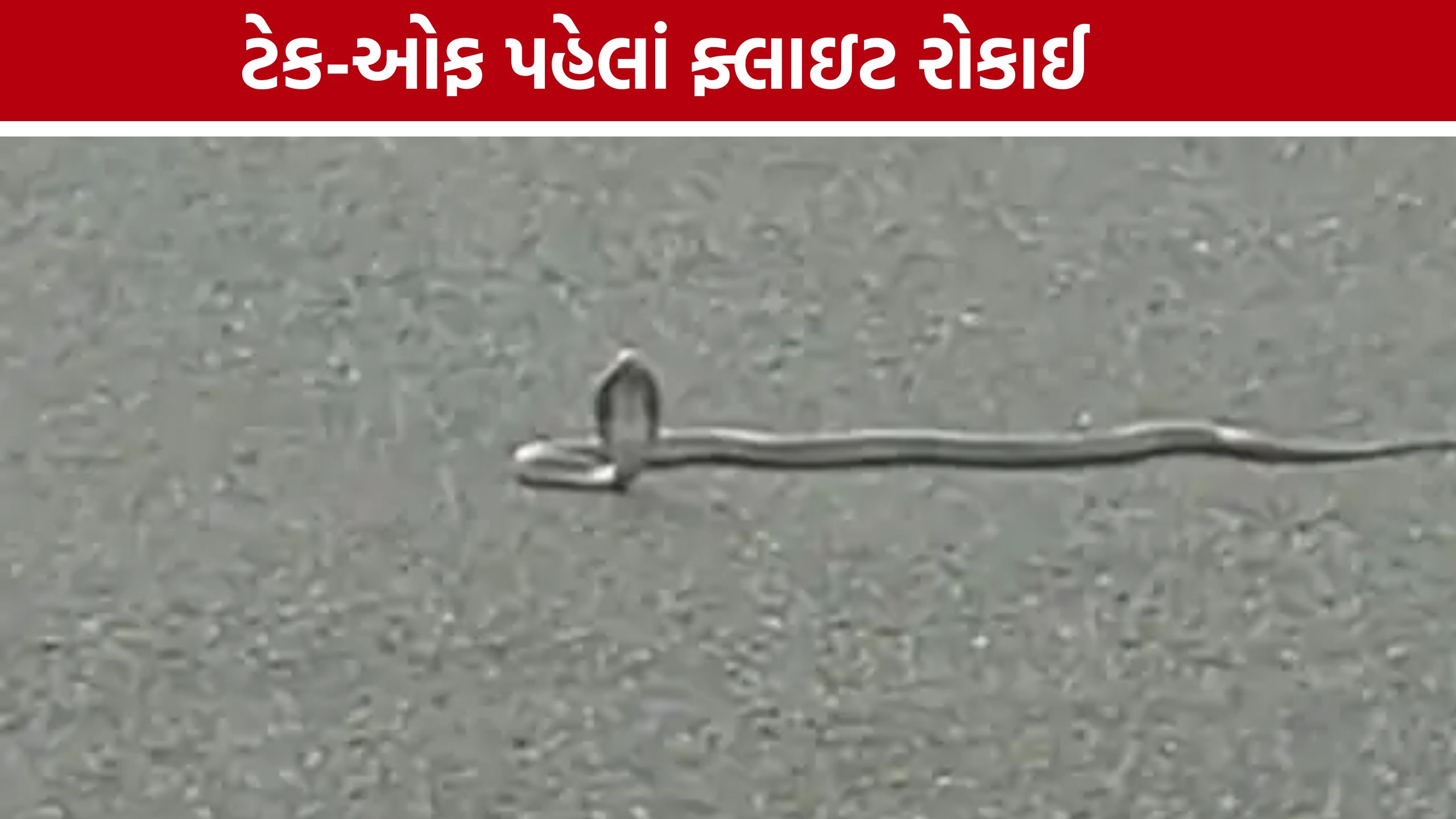 ચોમાસામાં Surat International Airport પર સાપની એન્ટ્રી, મુસાફરે પ્લેનમાંથી ઉતાર્યો વીડિયો