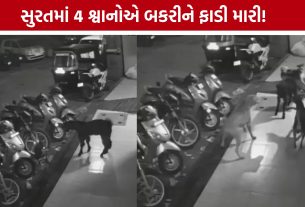 Surat Stray Dogs:બેગમપુરામાં 4 શ્વાનોએ બકરીનો શિકાર કર્યો, CCTVમાં કેદ ઘટના