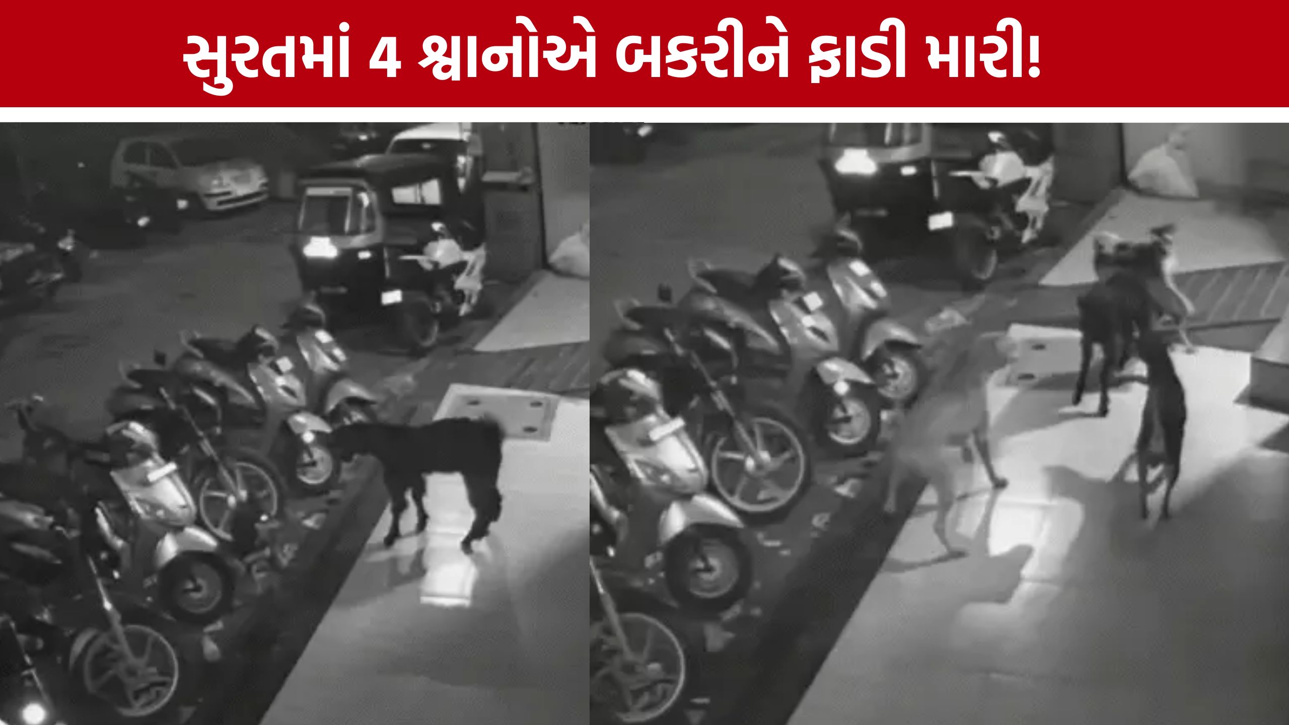 Surat Stray Dogs:બેગમપુરામાં 4 શ્વાનોએ બકરીનો શિકાર કર્યો, CCTVમાં કેદ ઘટના
