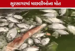 વડોદરાના Sursagar Lakeમાં ફરી માછલીઓના મોત, સ્થાનિકોમાં રોષ
