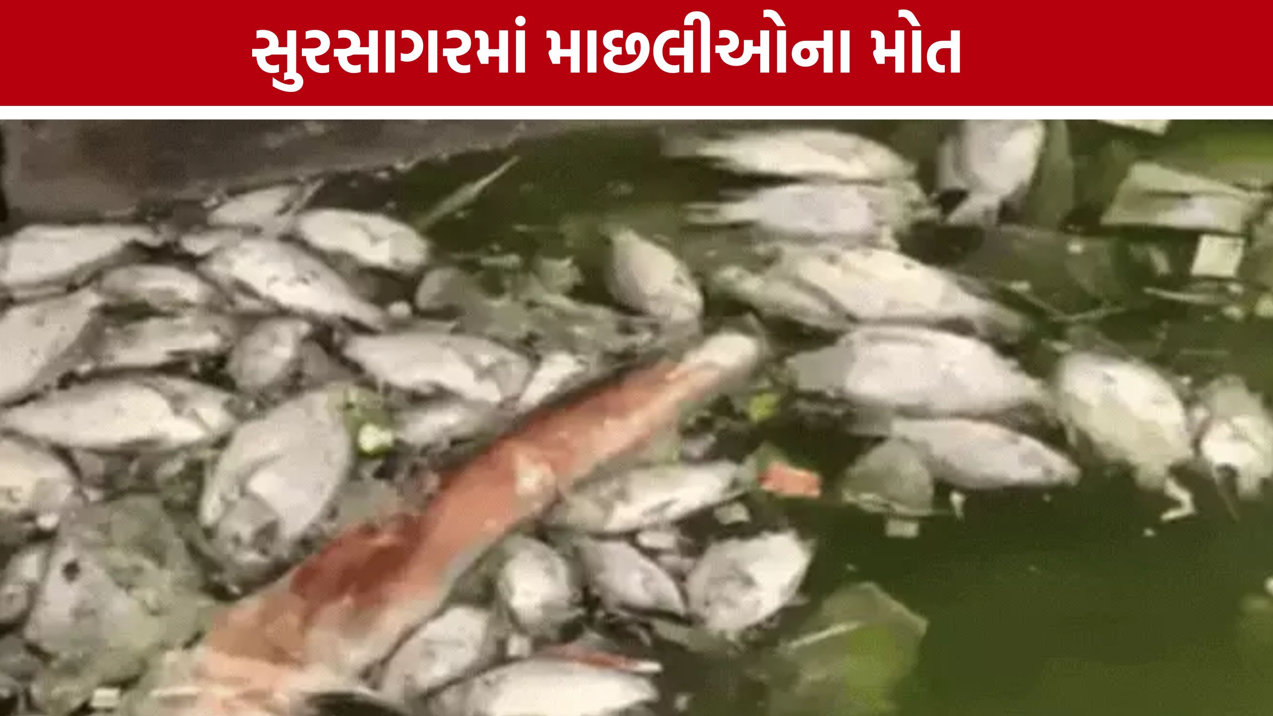 વડોદરાના Sursagar Lakeમાં ફરી માછલીઓના મોત, સ્થાનિકોમાં રોષ