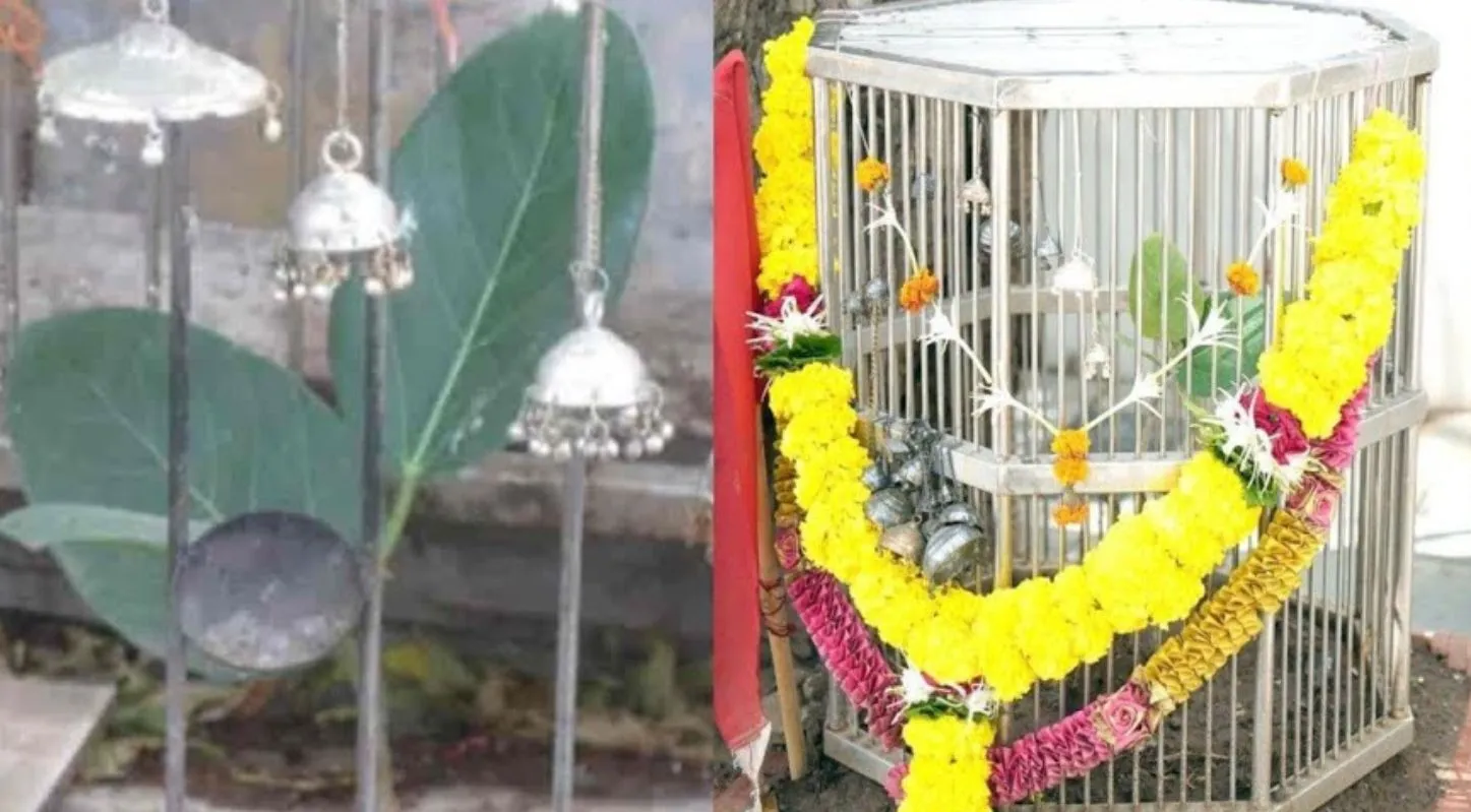 3 પાન વાળો વડ, સુરત