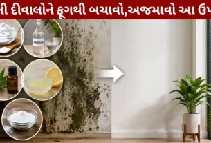 Are you troubled by fungus on the walls during the monsoon