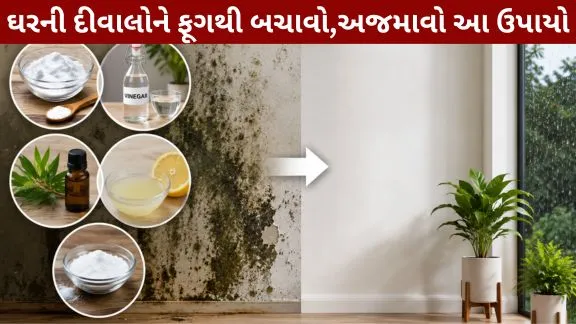 Are you troubled by fungus on the walls during the monsoon