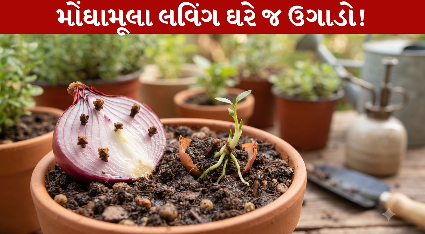 Clove Plant Trick...લવિંગનો છોડ ઉગાડો, એ પણ ડુંગળીની મદદથી!