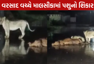 Gir Lion Attack: વરસાદ વચ્ચે પશુનો શિકાર