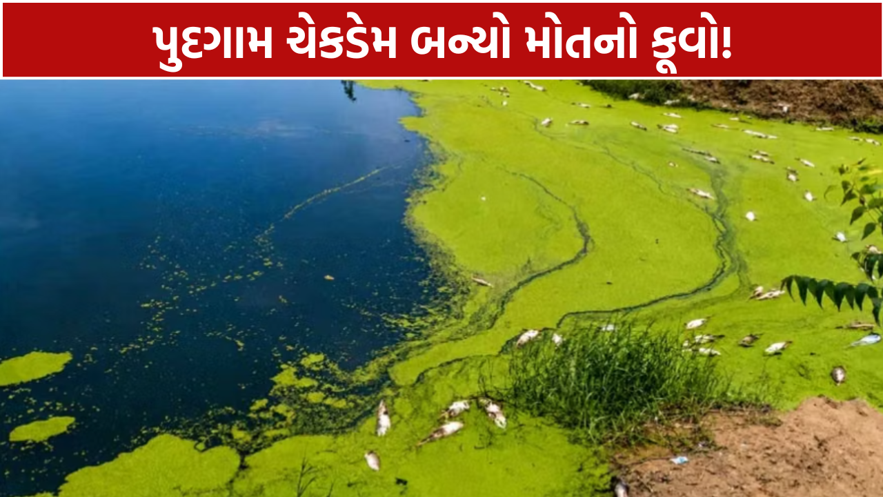 Pudgam Check Dam: હજારો જળચર જીવ મોતને ભેટ્યા