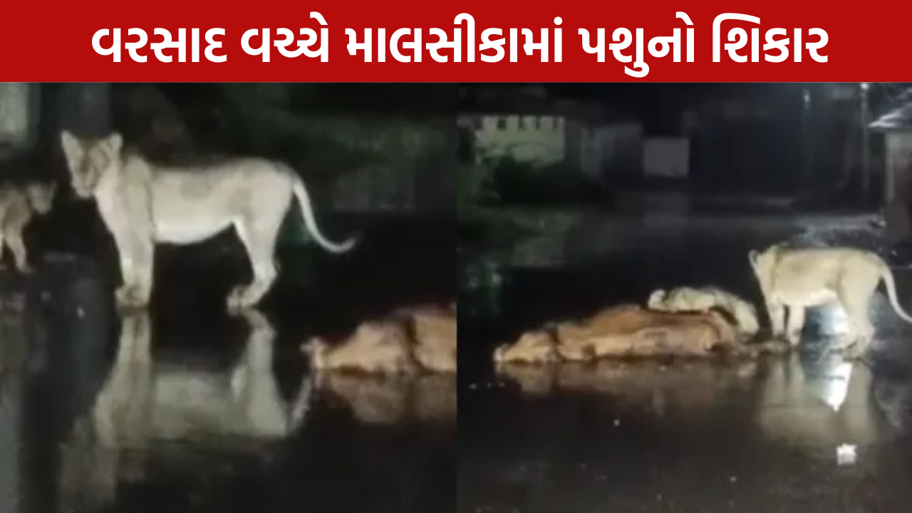 Gir Lion Attack: વરસાદ વચ્ચે પશુનો શિકાર