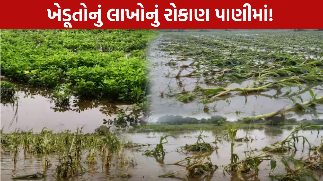Vav Tharad Crop Damage: લાખોનું રોકાણ પાણીમાં ગયું