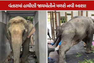 Elephant Joymoti: નાગાલેન્ડના પૂરમાંથી બચાવાયેલી જાયમોતીને વંતારાનો સહારો