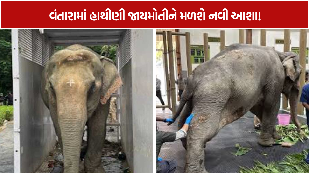 Elephant Joymoti: નાગાલેન્ડના પૂરમાંથી બચાવાયેલી જાયમોતીને વંતારાનો સહારો