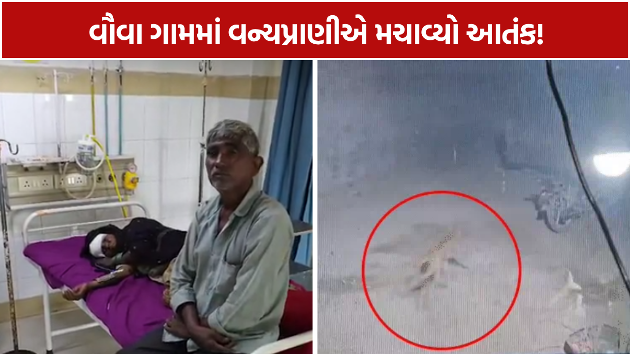 Wild Animal Attack: બાળકો-મહિલાઓ સહિત 15થી વધુ લોકો હોસ્પિટલમાં
