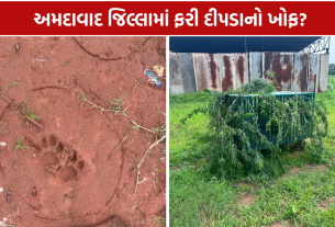 Sanand Leopard: દીપડા સાથે બચ્ચું હોવાની ચર્ચાએ વધારી ચિંતા