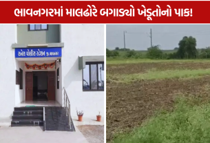 Gangawada Crop Damage: 35 માલઢોરે બગાડ્યો ખેડૂતોનો પાક!