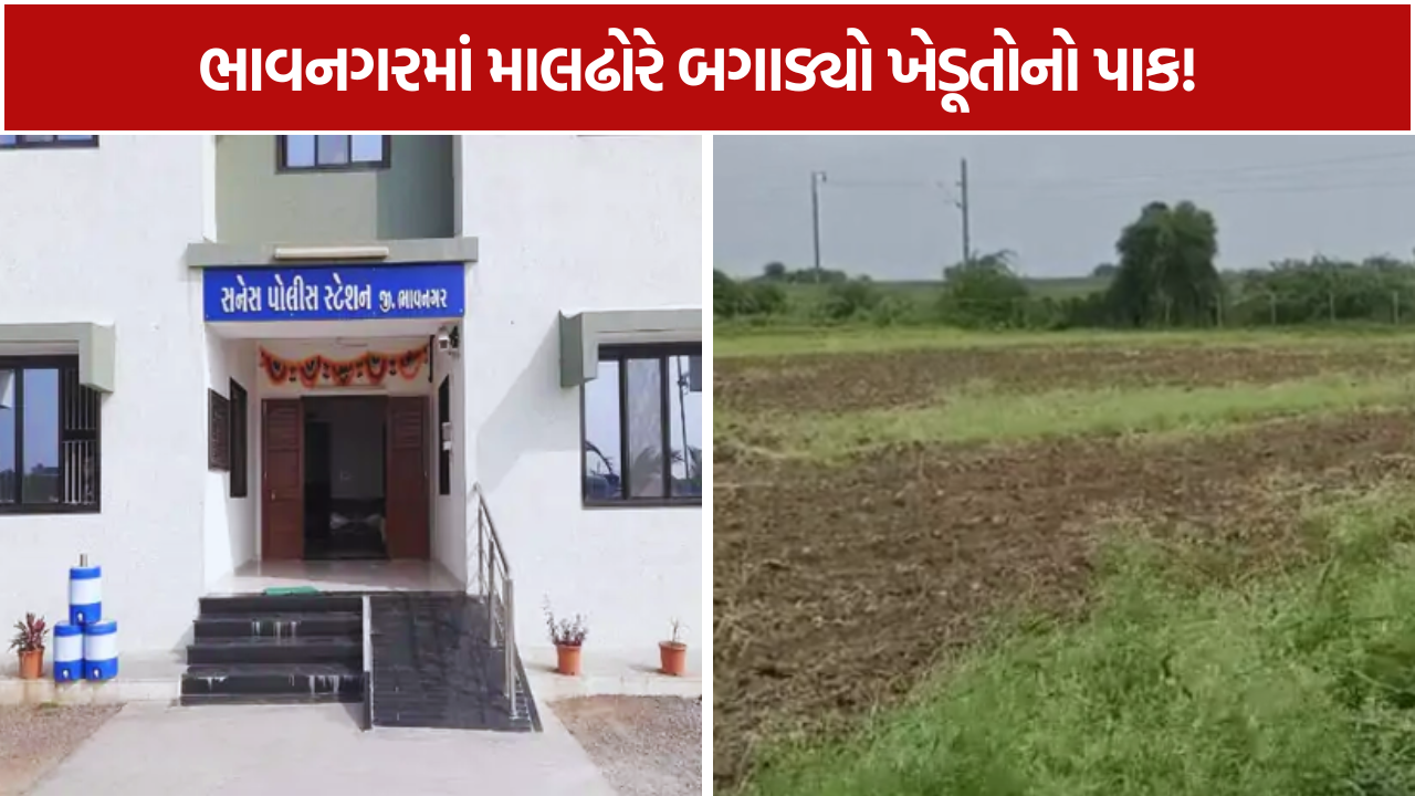 Gangawada Crop Damage: 35 માલઢોરે બગાડ્યો ખેડૂતોનો પાક!