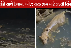 Gir Lions 9 સિંહોનો અદ્ભુત નજારો