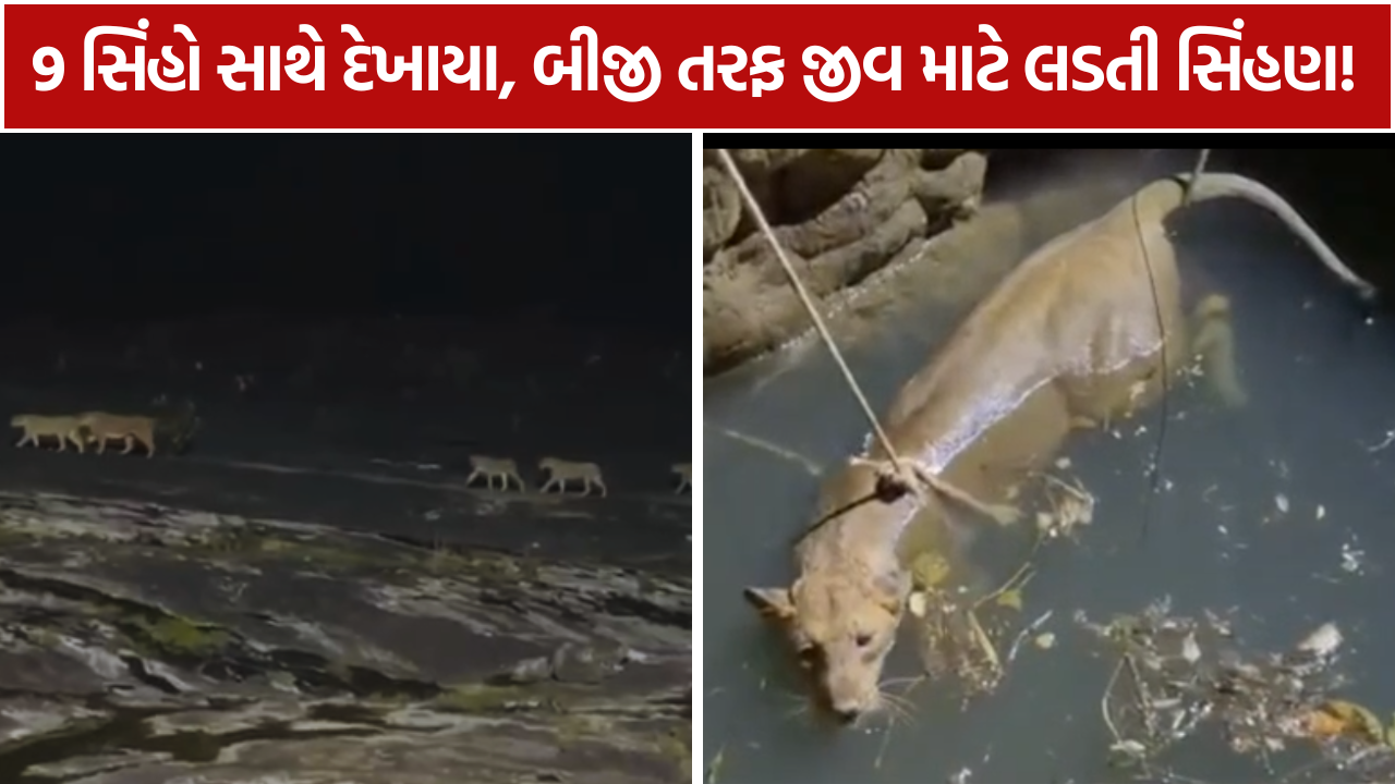 Gir Lions 9 સિંહોનો અદ્ભુત નજારો