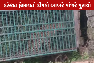 Junagadh Leopard Captured: 5 દિવસનો આતંક ખતમ