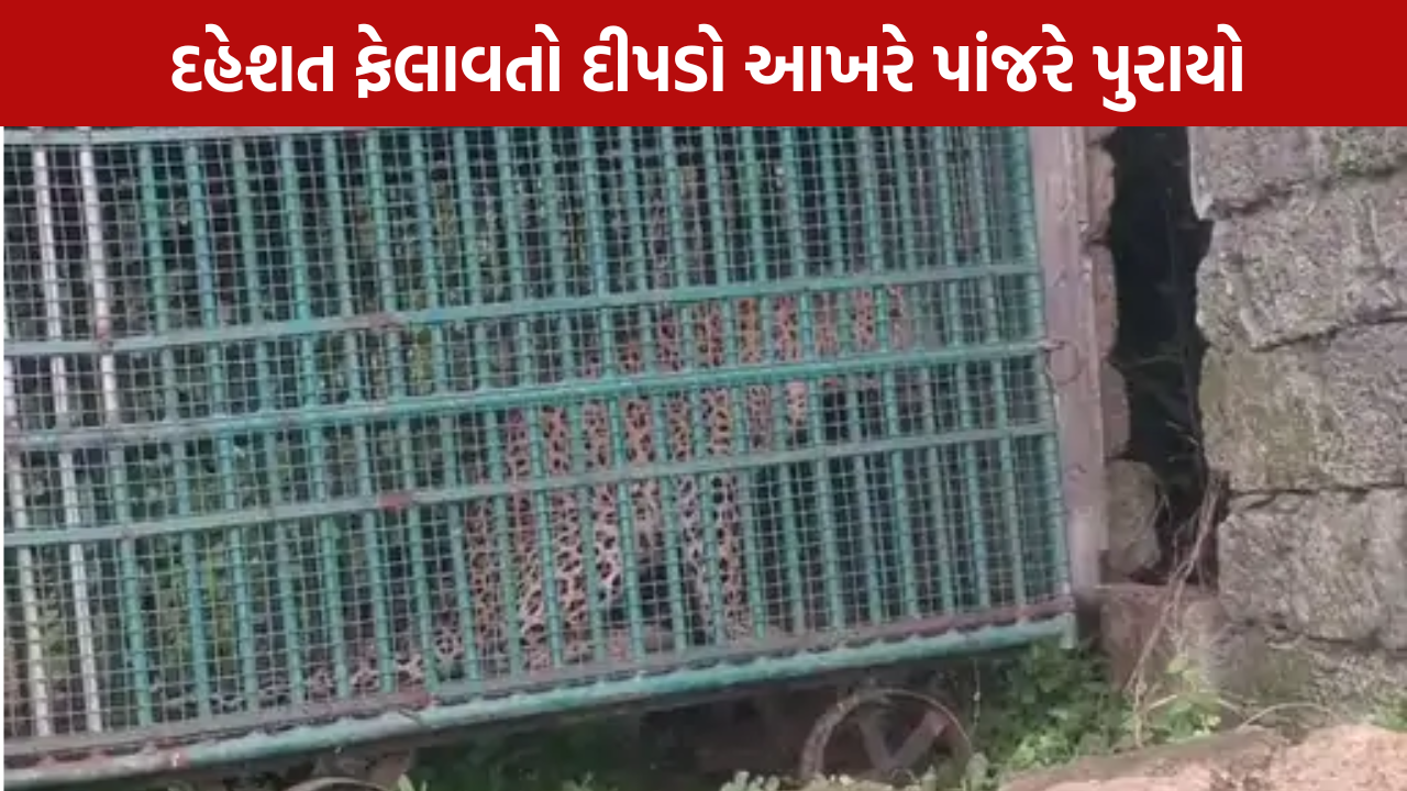 Junagadh Leopard Captured: 5 દિવસનો આતંક ખતમ