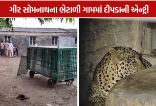 Bhetali Leopard: વાછરડાનું મારણ કરી ઢારિયામાં જ ભરાયો દીપડો