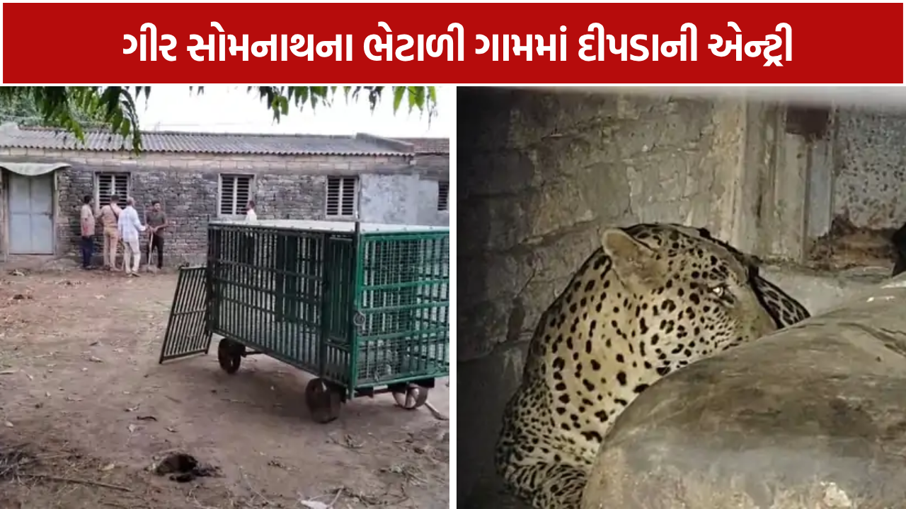 Bhetali Leopard: વાછરડાનું મારણ કરી ઢારિયામાં જ ભરાયો દીપડો