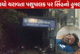 Palitana Lion Attack: પશુપાલકને બનાવ્યો શિકાર