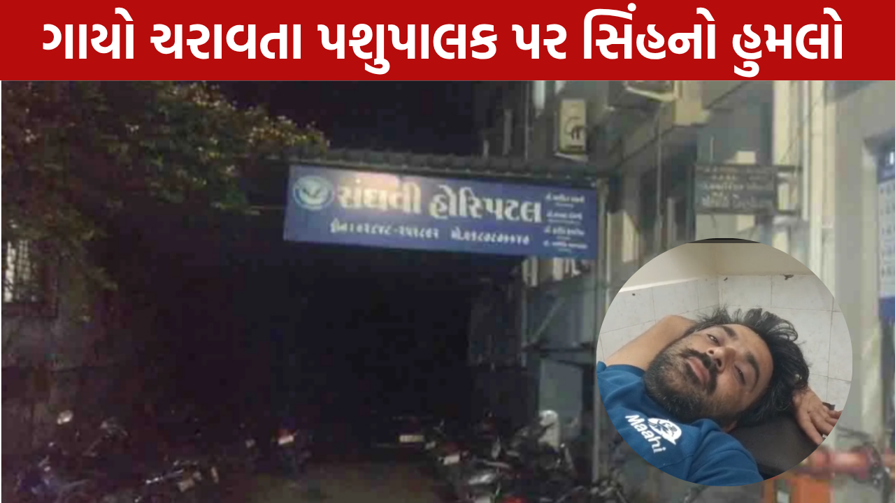 Palitana Lion Attack: પશુપાલકને બનાવ્યો શિકાર