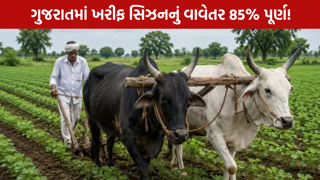 Gujarat Kharif Sowing 2026: 85% વાવેતર પૂર્ણ, કપાસ-મગફળી ખેડૂતોની પહેલી પસંદ