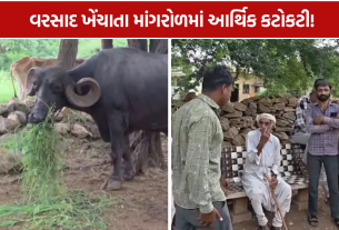 Mangrol Rain Crisis: 40 ઈંચ વરસાદ બાદ દોઢ મહિનાથી બૂંદ નહીં! માંગરોળમાં મગફળી સુકાઈ