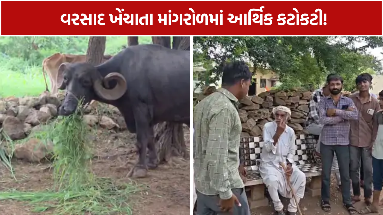 Mangrol Rain Crisis: 40 ઈંચ વરસાદ બાદ દોઢ મહિનાથી બૂંદ નહીં! માંગરોળમાં મગફળી સુકાઈ