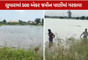 Luvara Waterlogging: ગટર ઊંચી બની ખેડૂતો માટે મુસીબત! લુવારામાં 500 એકર ખેતરો હજુ પાણીમાં