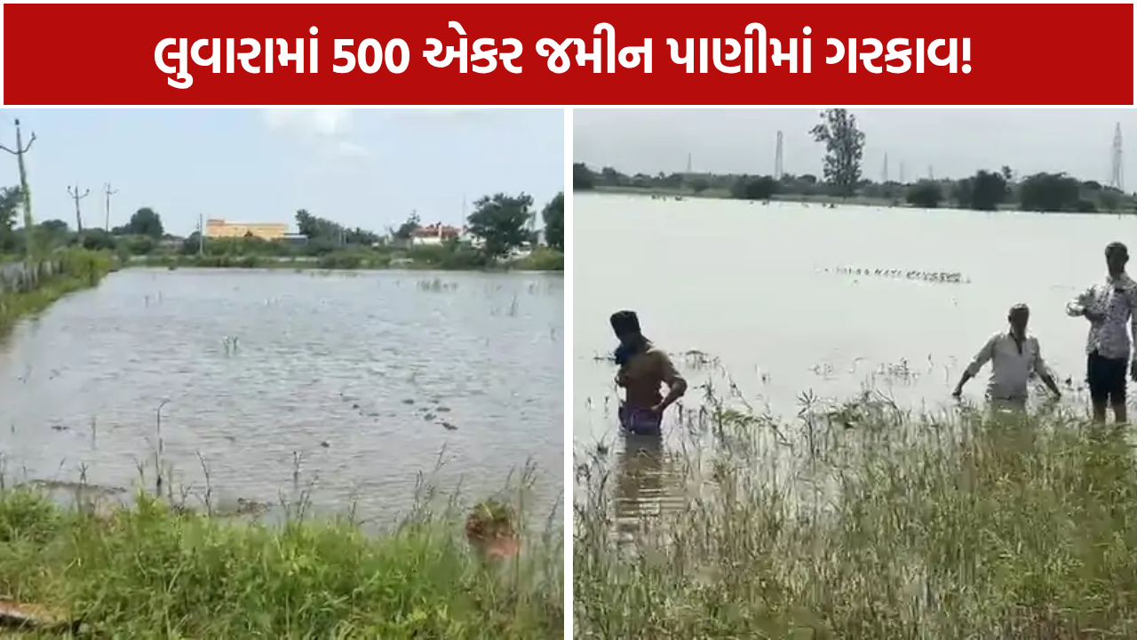 Luvara Waterlogging: ગટર ઊંચી બની ખેડૂતો માટે મુસીબત! લુવારામાં 500 એકર ખેતરો હજુ પાણીમાં