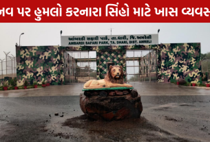Ambardi Safari Park: સિંહો માટે 100 હેક્ટરનું વિશેષ ક્ષેત્ર